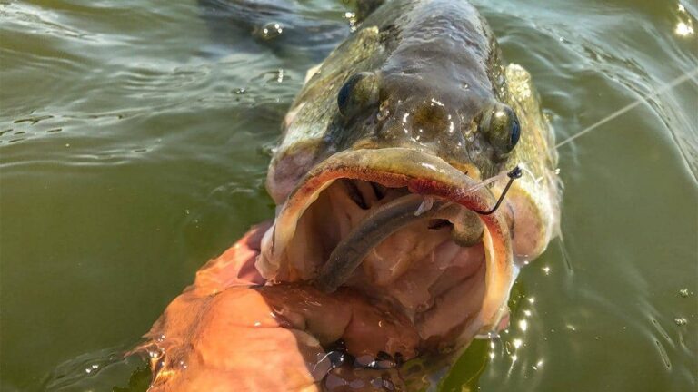 wacky rig fishing for bass