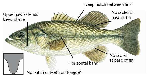 largemouth bass