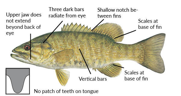 smallmouth bass