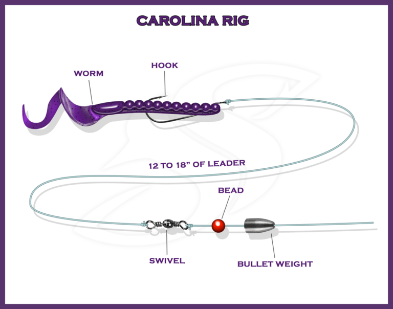 carolina rig setup