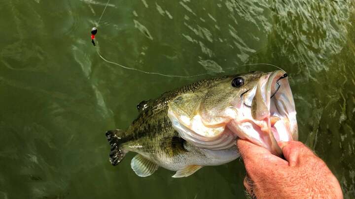 Carolina rig fishing