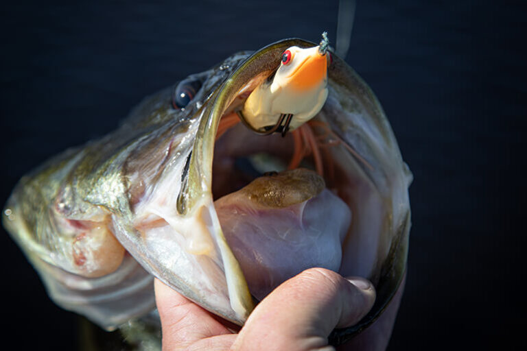 Frog Fishing