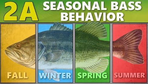 seasonal bass behavior