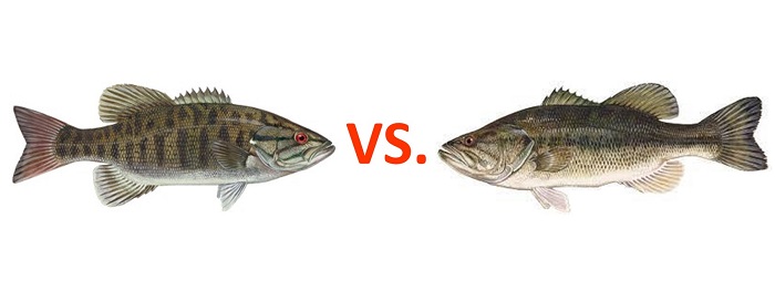 smallmouth vs largemouth bass