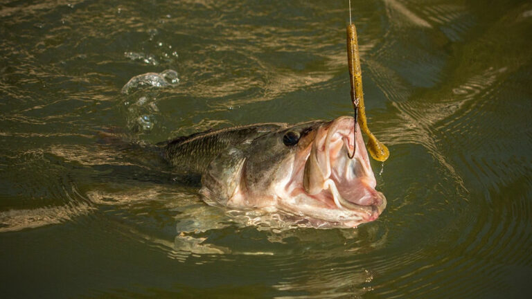 texas rig fishing