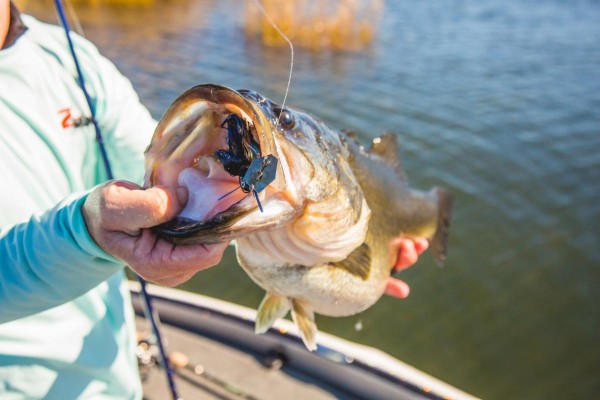 chatterbait fishing