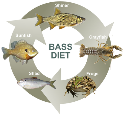 bass diet