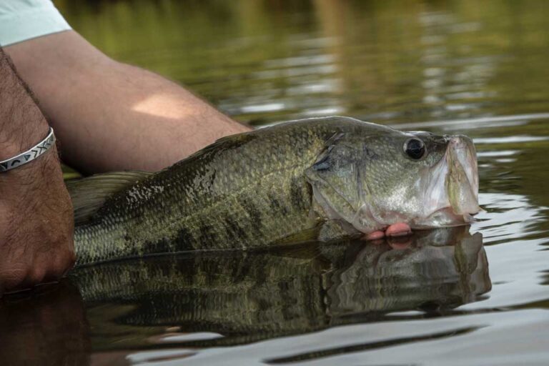 best time for fish for bass in a pond