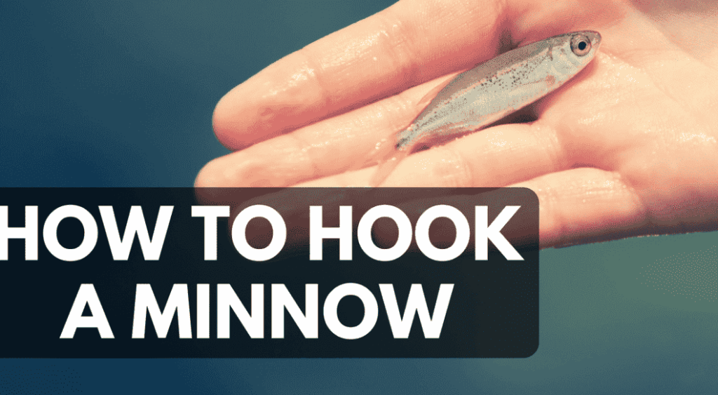 how to hook a minnow without killing it