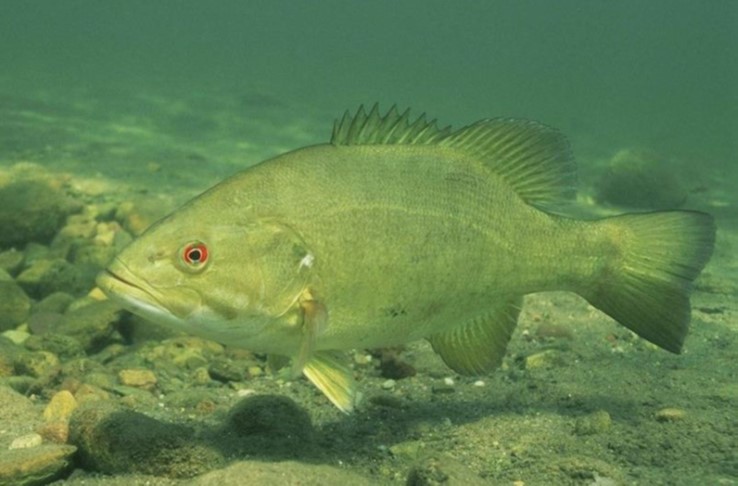 best lures for smallmouth bass