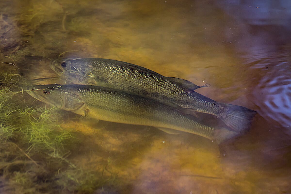 best baits for spawning bass