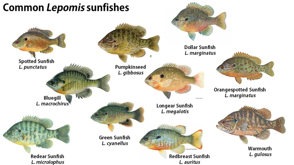 bluegill vs sunfish