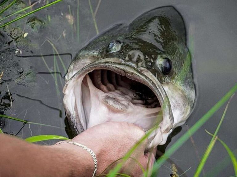 how to bass fish from the shore