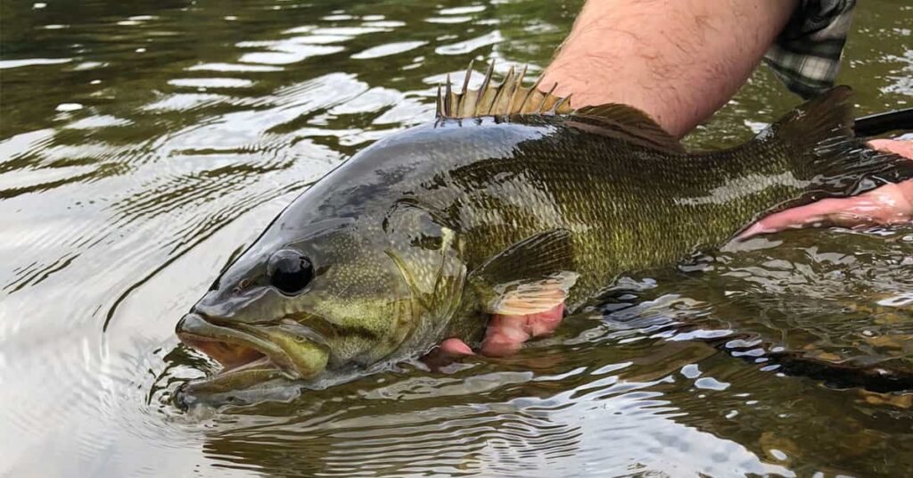 summer bass fishing in rivers