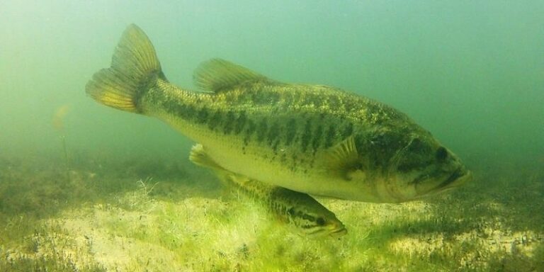 bass spawning season