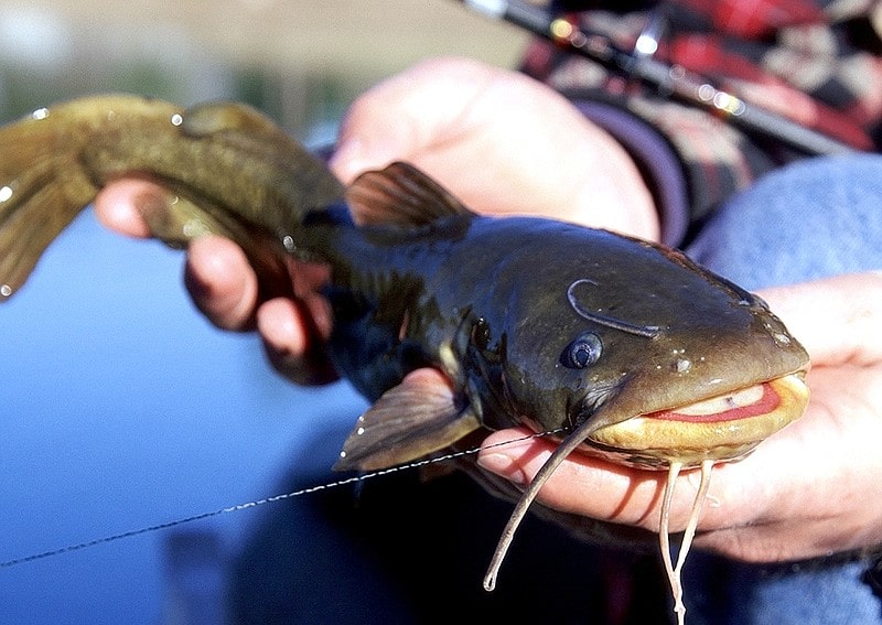 can you catch catfish with marshmallows?