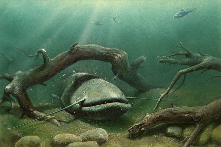 image of big catfish underwater