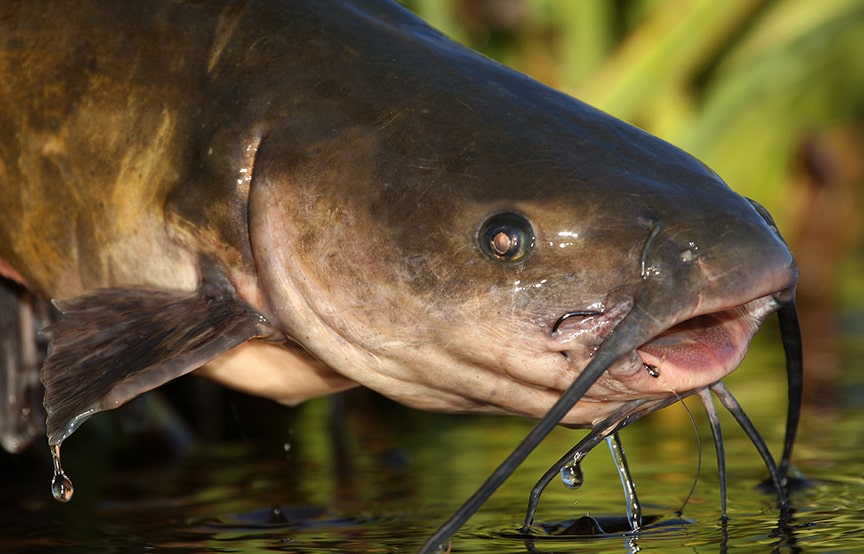 best catfish bait from the grocery store