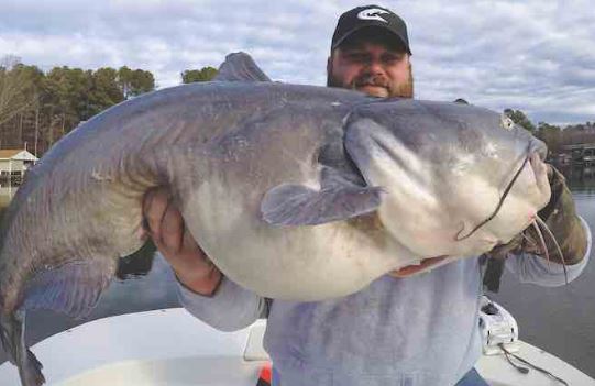 catching big catfish on chicken breast