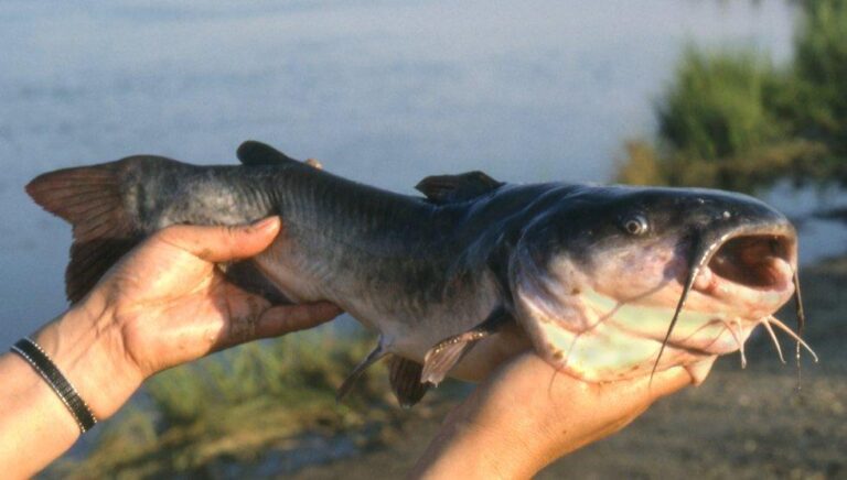 how to catch catfish with chicken liver