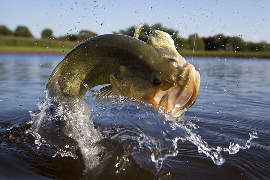 best bass lures for summer pond fishing