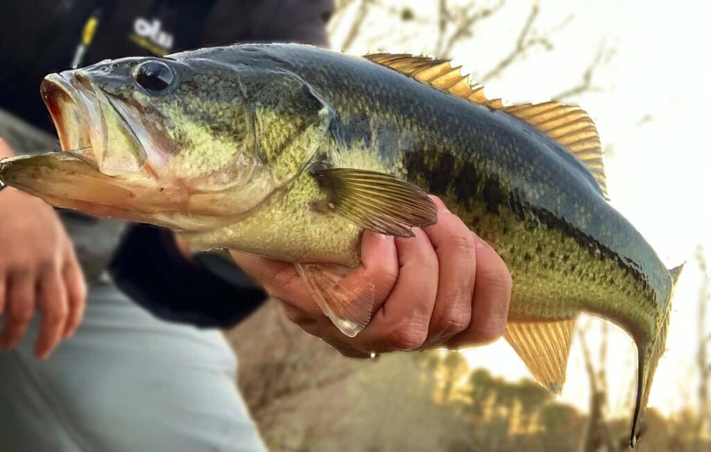 what do bass eat in the winter?