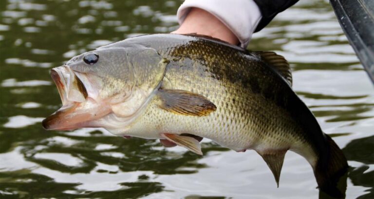 How to find bass in a pond