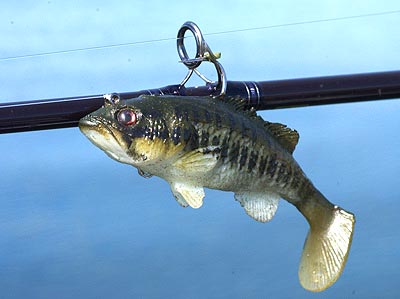 baby bass color lure pattern