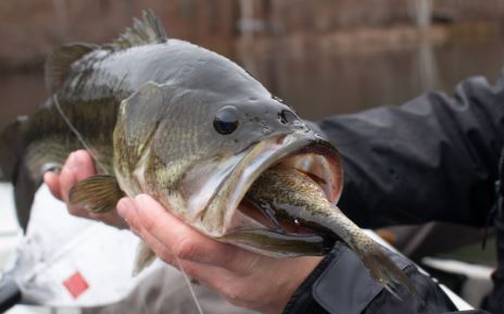 bass eating bluegill