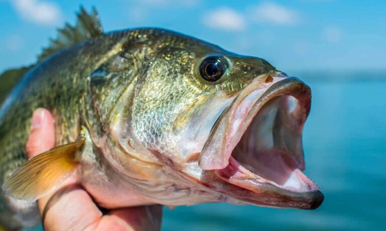 Best Bass Lures You’ve Never Heard Of: Unique Lures That Really Work