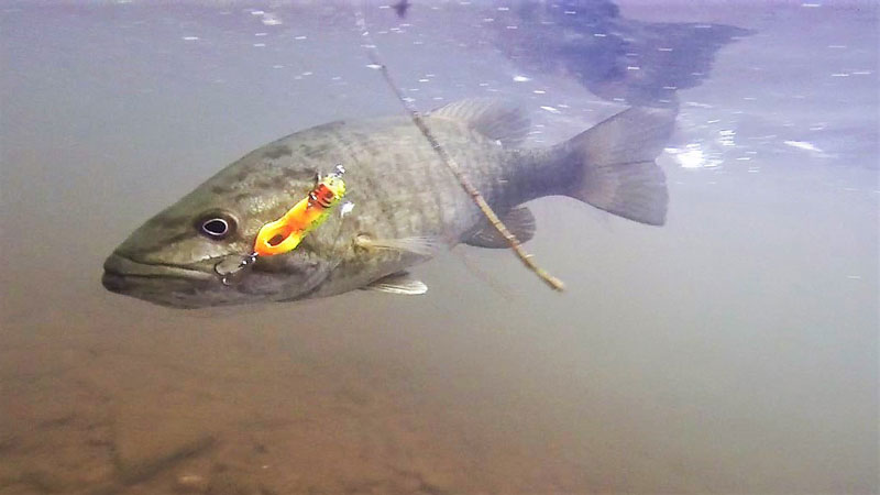 best lure colors for smallmouth bass