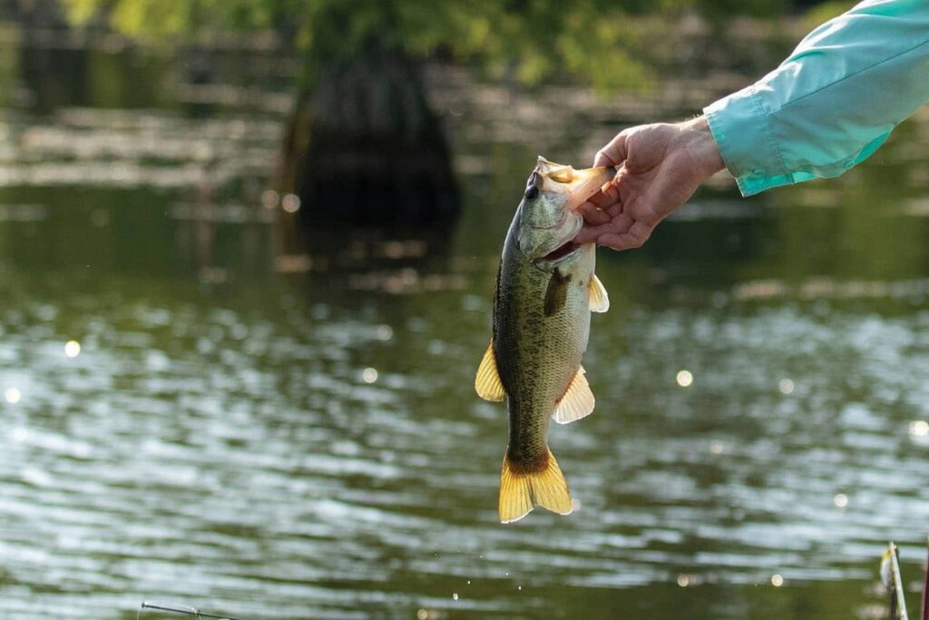 best post spawn bass lures