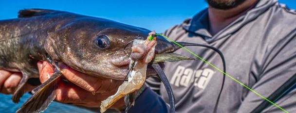 best catfish bait for winter in ponds