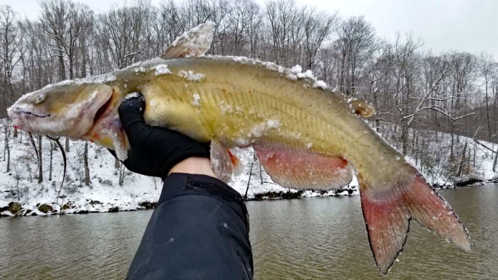 how to catch catfish in winter in a pond