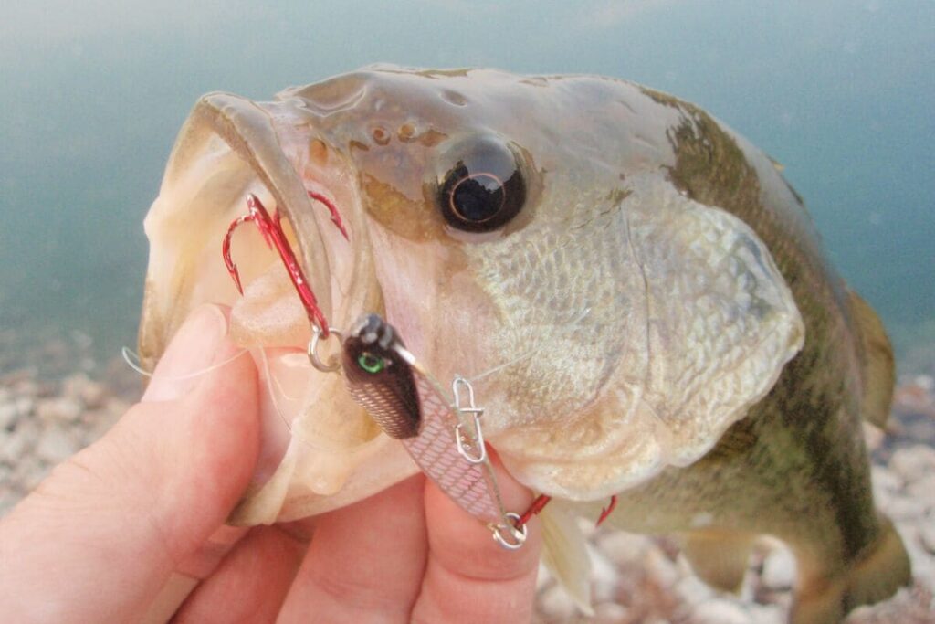 blade baits for bass