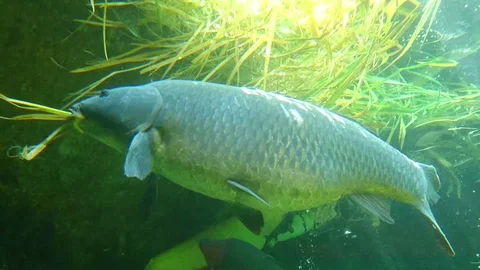 grass carp eating lily pads