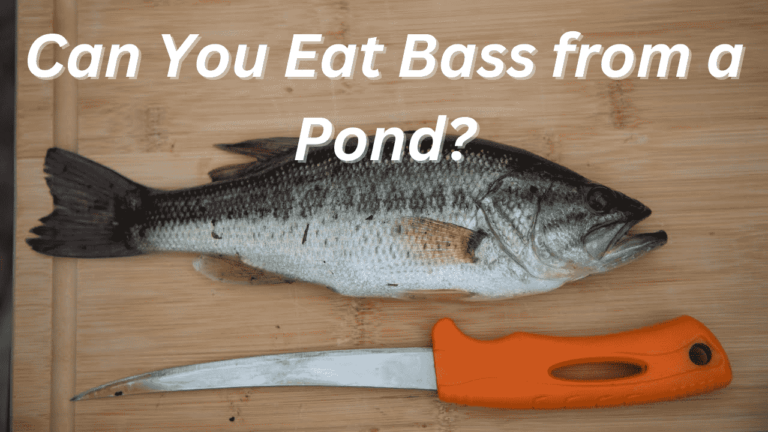 Can you eat bass from a pond?