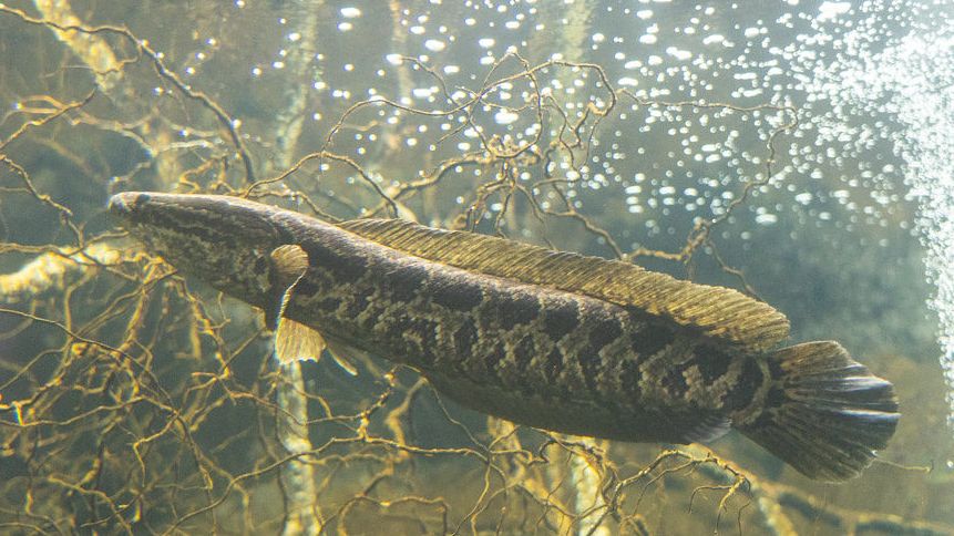 What time of day do snakeheads bite?