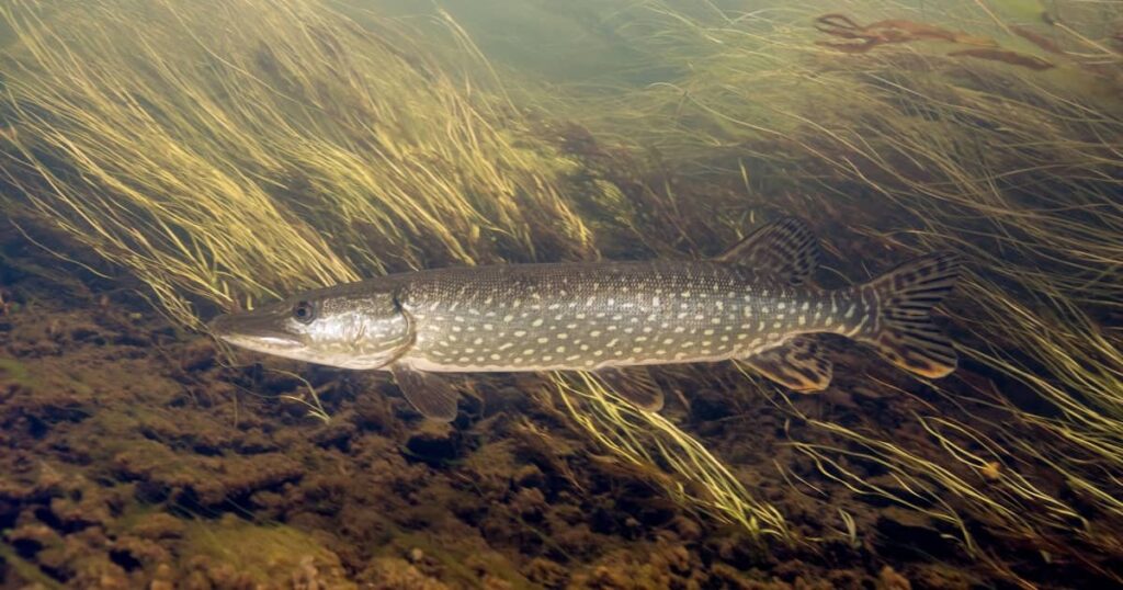 what do pike eat?