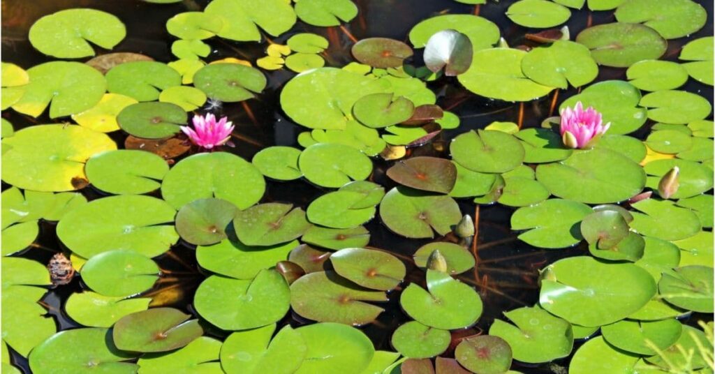 How do you kill lily pads without harming fish?