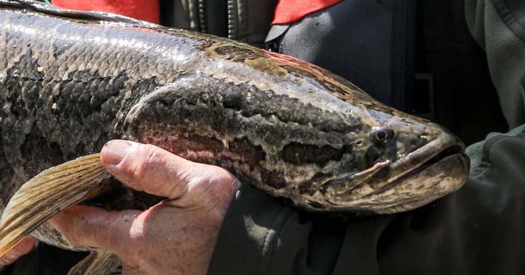 best lures for snakehead