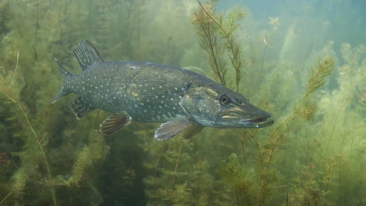 weedless pike lures