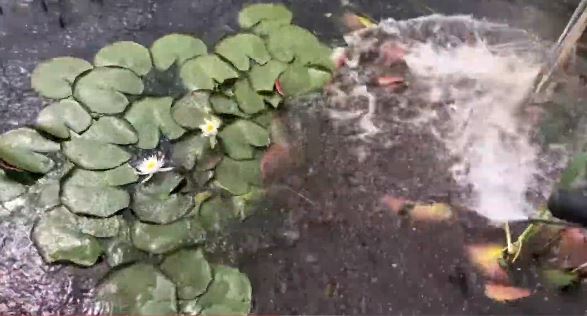 pressure washer lily pad removal