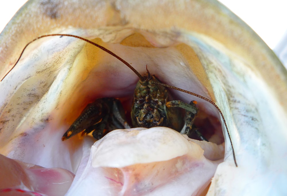 best crawfish lures for bass fishing