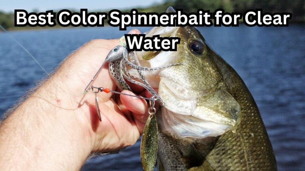 best color spinnerbait for clear water