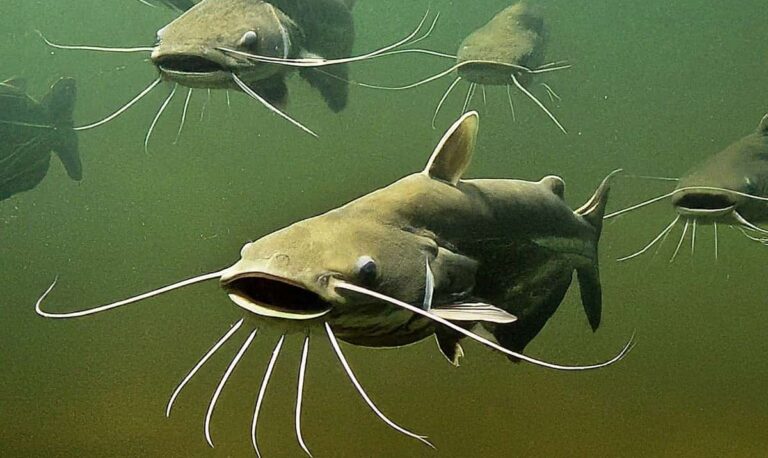 Are Catfish bottom feeders?