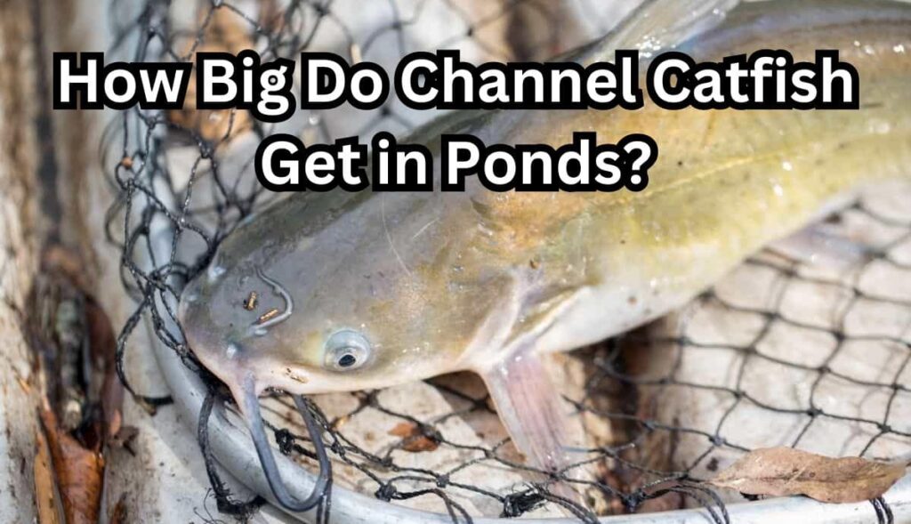 How big do channel catfish get in ponds?