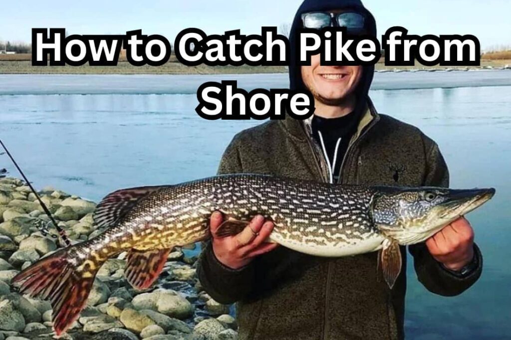 How to catch pike from shore