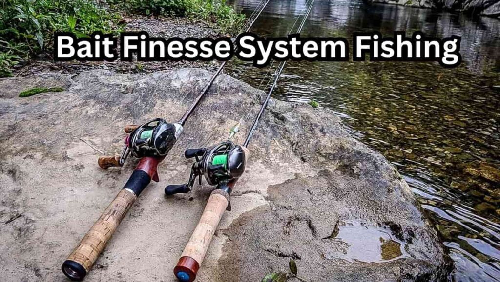 bait finesse system