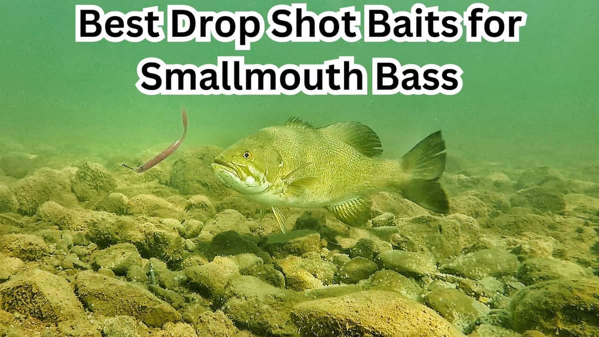 best drop shot baits for smallmouth bass